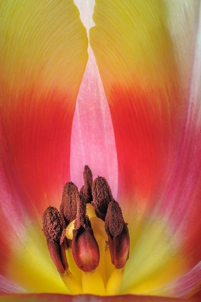 USA- Washington State- Seabeck. Stamen in red and yellow tulip blossom.